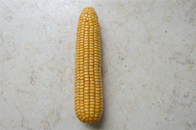 Chang Jiang Yu No.8Common corn