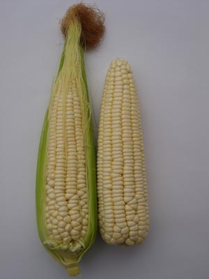 Su Yu Nuo102Fresh corn