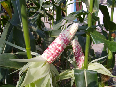 Tian Cai No.2Fresh corn