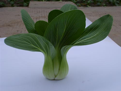Hua Li Leafy Vegetable