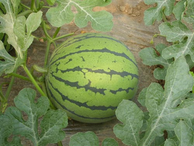 Chang Mi No.1 WatermelonMelon Products
